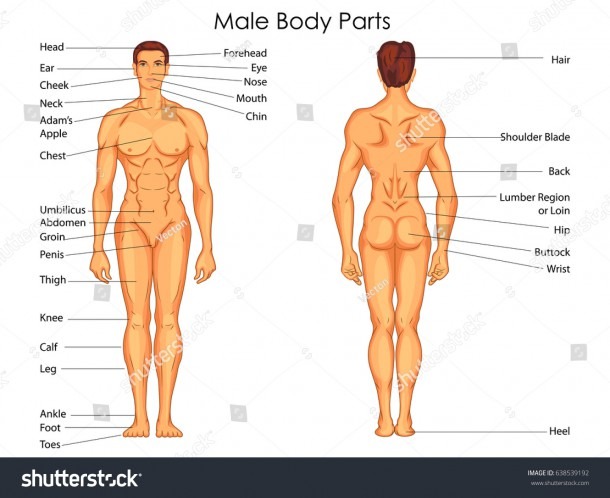 Medical Education Chart Biology Male Body Stock Vector (royalty
