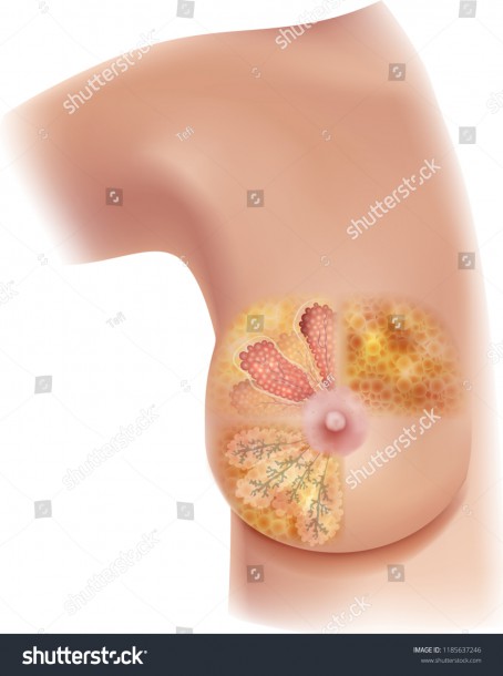 Women Breast Structure Diagram Lobules Mammary Stock Vector