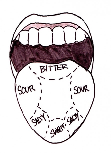 Taste Buds On Tongue Diagram 3