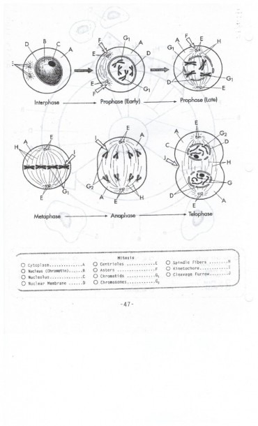 Mitosis Worksheet And Diagram Identification Standard B 2.6 Key
