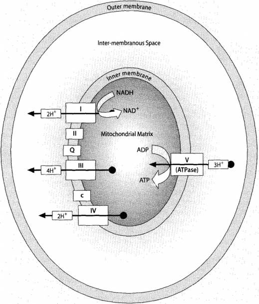 The Electron Transport Chain  Diagram Showing Complexes I, Ii, Iii