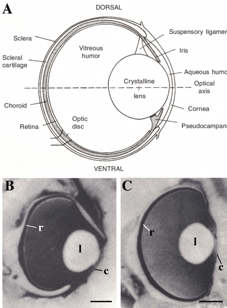 3  The Eyes Of Sharks And Rays  A  Schematic Diagram Of The Eye Of