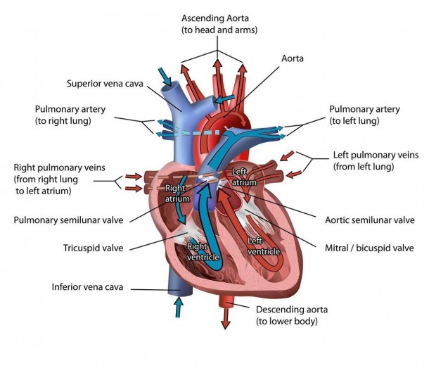 Circulatory System  Circulatory System Vs Cardiovascular System