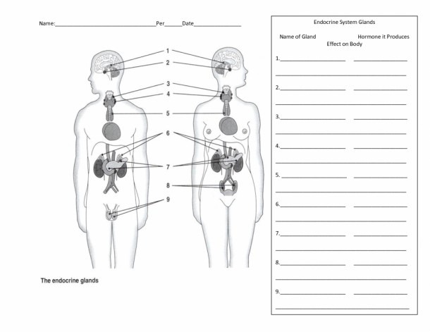 The Human Endocrine System Worksheet Blank Endocrine System