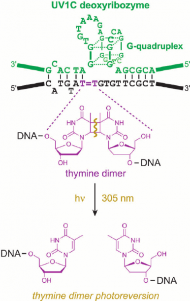 Thymine Dimer Photoreversion Catalyzed By The Uv1c Deoxyribozyme