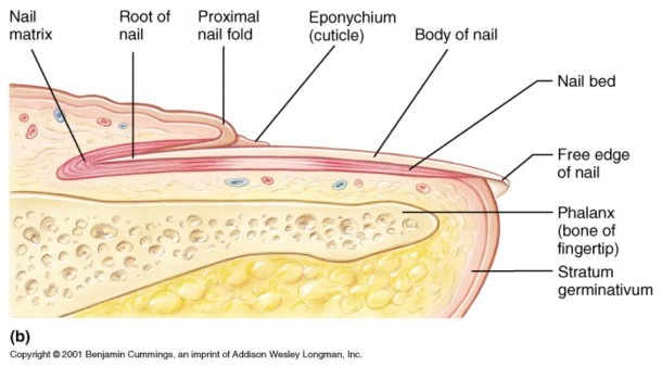 Toenail Anatomy Diagram