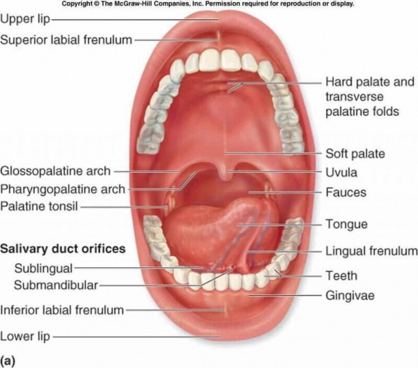 Tongue Anatomy And Physiology