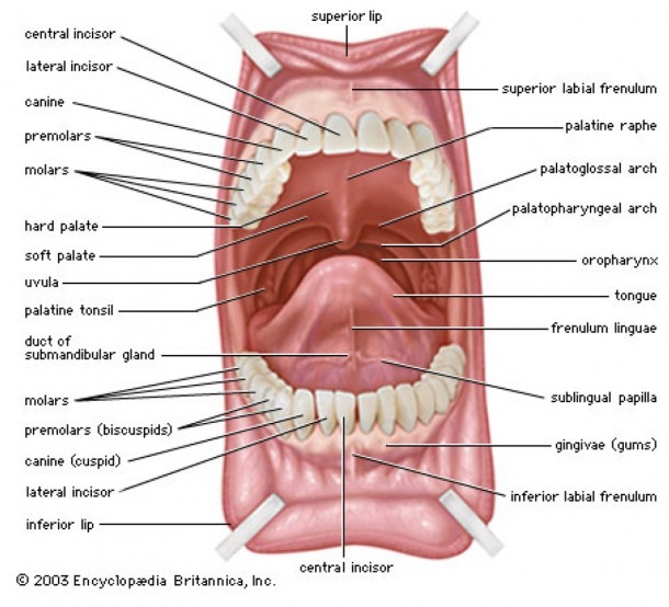 Tongue Throat Anatomy Under Tongue Anatomy Diagram
