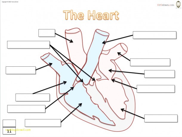 Top Result 50 Unique Simple Diagram Of Human Heart With