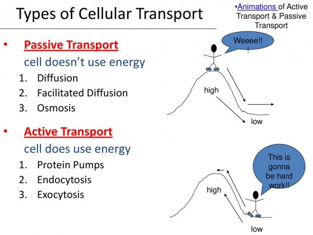 Cell Structure And Function