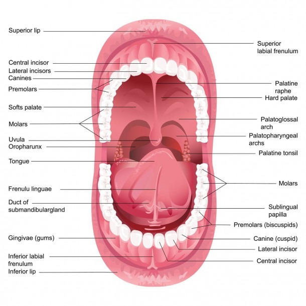 Explain Human Excretory System Urinary System In Humans Human