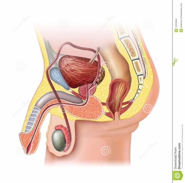 Unlabelled Diagram Of The Male Reproductive System Blank Male