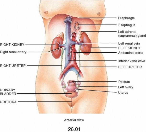 Urinary Reproductive System And Female Urinary System And