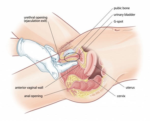 Urinary System Female Female Urinary System Anatomy Female Urinary