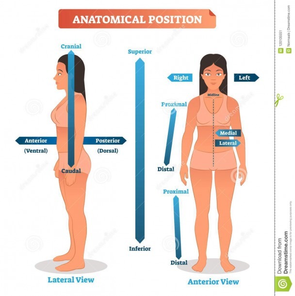 Anatomical Positions Vector Illustration  Scheme Of Superior