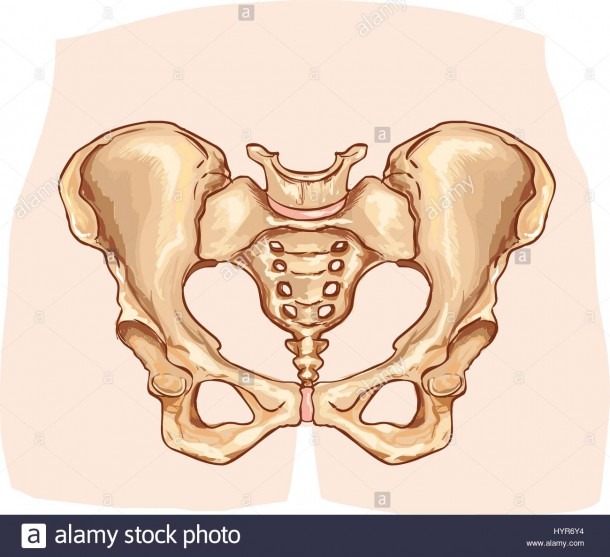 Vector Illustration Of A Diagram Of The Pelvic Girdle Labeled