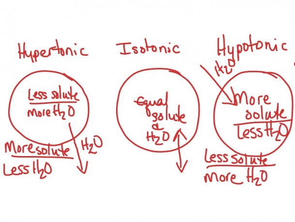 Venn Diagram Diffusion And Osmosis