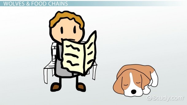 Gray Wolf Food Chain Diagram Biology Diagrams