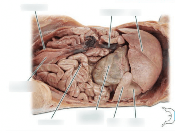 Diagram Of Abdominal Organs