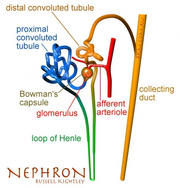 Nephron Diagram With Labels